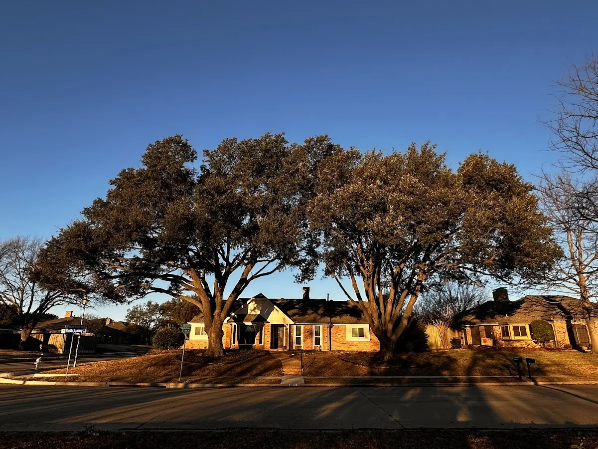 Established residential canopy tree shading a home in Ola